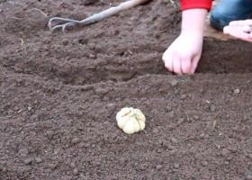 Выращивание чеснока – открываем секреты отличного урожая Почему не всходит озимый чеснок